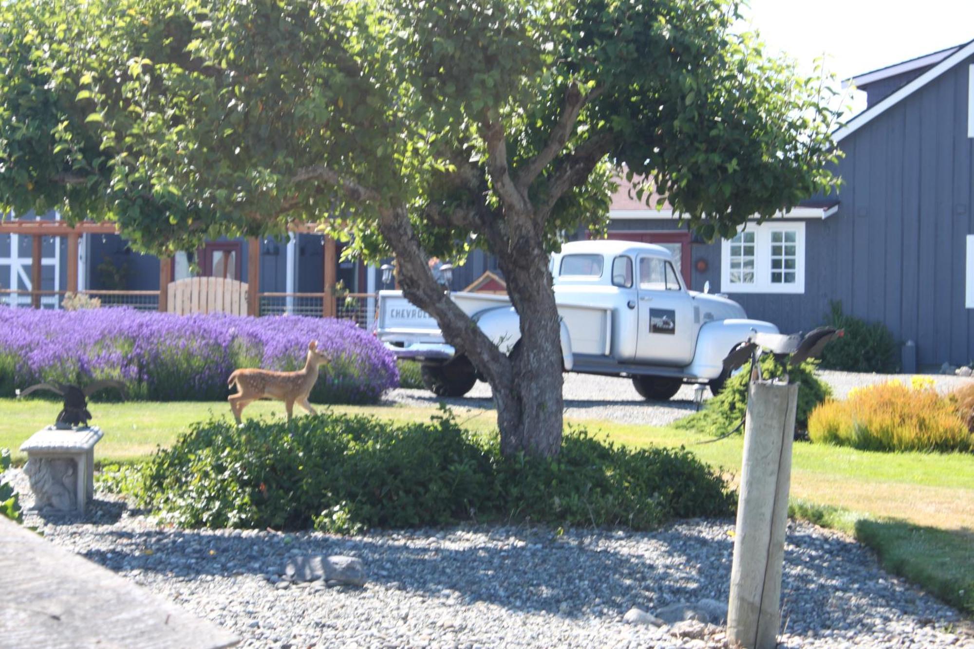 Dungeness Barn House Bed And Breakfast At Two Crows Farm Sequim Luaran gambar