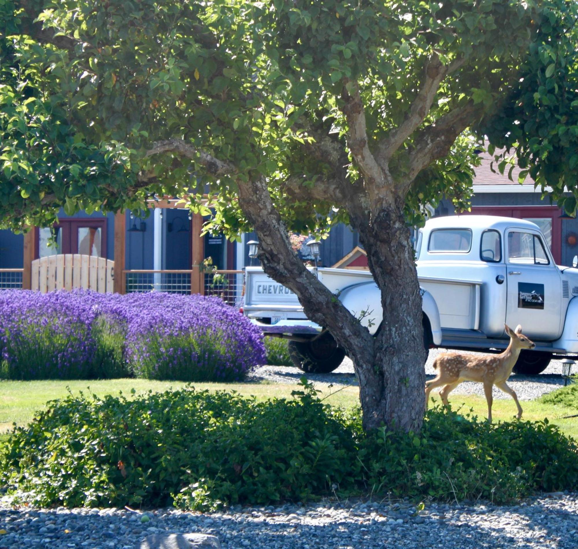 Dungeness Barn House Bed And Breakfast At Two Crows Farm Sequim Luaran gambar